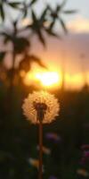 Dandelion silhouette against vibrant sunset in a tranquil field at golden hour photo