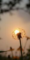 Sunlight shining through a dandelion puff in a serene outdoor setting during sunset photo