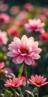 Vibrant pink flowers bloom in a lush garden during the warm afternoon sunlight of late spring photo