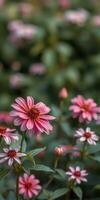 Pink flowers bloom beautifully in a vibrant garden surrounded by lush greenery during a sunny afternoon photo