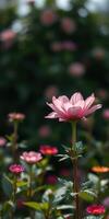 Beautiful blooming pink flowers in a vibrant garden during a sunny afternoon photo