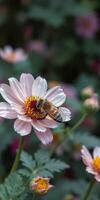Bee collecting nectar from pink flower petals in a vibrant garden setting during daytime photo
