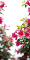 Vibrant pink flowers bloom beautifully in a lush garden during a sunny day photo