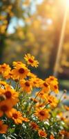 Vibrant yellow flowers bloom in a sunlit garden during a warm afternoon in autumn photo