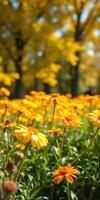 Colorful yellow flowers bloom in a vibrant garden surrounded by autumn foliage photo