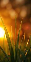 Sunlight streams through blades of grass at dusk creating a warm, golden atmosphere in a natural setting photo