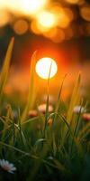 Sunsets capture serene beauty as golden light filters through grass and flowers at dusk photo