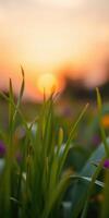 Sunlit grass and wildflowers swaying gently in the breeze at sunset photo