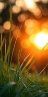 Golden sunlight filters through green grass blades creating a tranquil evening atmosphere in a natural setting photo