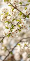 Cherry blossom tree in full bloom during a sunny spring day in the park photo