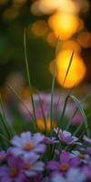 Vibrant sunset background over blooming flowers and grass blades in a serene garden setting photo