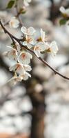 Beautiful white cherry blossoms blooming on a branch in springtime photo