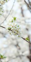 White cherry blossoms bloom on branches during spring in a serene outdoor setting surrounded by nature photo