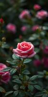 Beautiful pink rose blooming in a garden during spring season surrounded by lush green foliage photo