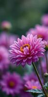 Beautiful pink flower blooms in a garden filled with vibrant blossoms during sunny afternoon photo