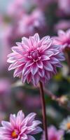 Beautiful pink dahlia flower blooms in a garden setting during warm summer months photo