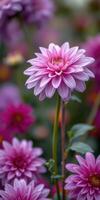 Beautiful pink dahlia flowers in vibrant garden setting during sunny day photo