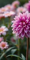 Vibrant dahlia blooms in a serene garden setting during early morning hours photo
