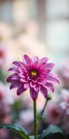 Beautiful pink flower blooms in a soft focus environment filled with delicate pastel colors during springtime photo