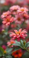 Vibrant pink flowers bloom in a garden filled with colorful petals during the early morning hours photo