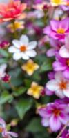 Vibrant flower garden in full bloom with a mix of colors and varieties during a sunny day photo