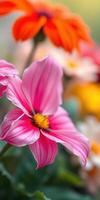 Beautiful pink flower surrounded by vibrant blossoms in a sunny garden during spring season photo