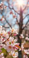 Cherry blossoms bloom vibrantly under the blue sky during spring in a tranquil park setting photo