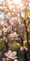 Blossoming cherry flowers in a sunlit garden during spring season photo