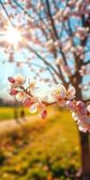 Cherry blossoms bloom against a vibrant blue sky in a sunny park during springtime photo