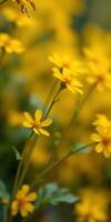 Bright yellow flowers bloom in a vibrant garden during spring, showcasing nature's beauty and life photo