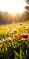 Vibrant wildflowers bloom in a sunlit meadow during golden hour photo