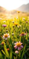 Wildflowers bloom in a sunlit meadow, showcasing vibrant colors as daylight breaks over the landscape photo