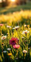 Bright wildflowers bloom under a warm sun in a lush meadow during golden hour photo