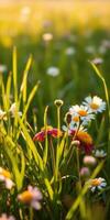 Vibrant wildflowers bloom in lush green grass during the golden hour of late afternoon photo
