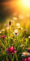 Close-up view of wildflowers blooming in a sunny meadow during golden hour photo