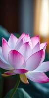 Lotus flower in full bloom showcasing delicate petals with shades of pink and white surrounded by green leaves in a serene environment photo