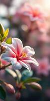 Beautiful flower blossoms in soft sunlight creating a serene garden atmosphere photo