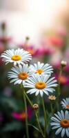 Bright and vibrant daisies blooming in a colorful garden during golden hour capturing nature's beauty photo