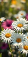 Bright daisies bloom among vibrant flowers in a sunny garden setting during springtime photo