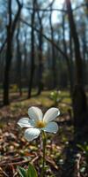 White wildflower blooms among green foliage in a tranquil forest during springtime photo