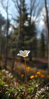 Beautiful white flower blooming in a forest clearing surrounded by greenery in early spring sunlight photo
