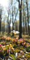 Bright white wildflower stands tall among colorful blossoms in a tranquil forest during springtime photo