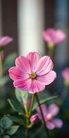 Pink flower blooms in a garden with soft focus on surrounding petals in morning light photo