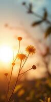 Bright sun setting behind delicate wildflowers in a serene natural landscape photo