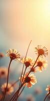 Delicate flowers bask in warm sunlight with a soft blue background during golden hour photo