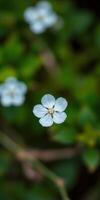 Delicate white flower blooming among lush green vegetation in a serene garden setting during daylight hours photo