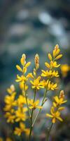 Yellow wildflowers bloom vibrantly against a soft green background in springtime nature photo