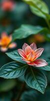 Beautiful water lily blooming with soft petals in a lush garden during sunny daylight photo