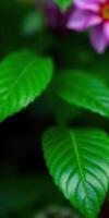 Vibrant green leaves with soft pink flowers in a lush garden under natural daylight photo