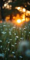 Sunset over a meadow filled with white flowers in a tranquil evening setting photo